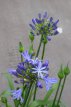 Agapanthus 'Bluety'  C7 Agapanthus 'Bluety' | Afrikaanse lelie 100 C7