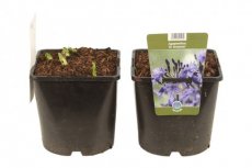 Agapanthus 'Dr Brouwer' C2 Agapanthus 'Dr Brouwer' | Afrikaanse lelie 80 C2