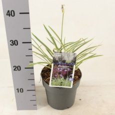 Agapanthus hybr. 'Golden Drop' | Bontbladige Afrikaanse lelie 50 C250 C2