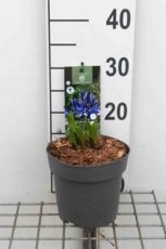 Agapanthus 'Navy Blue' C2 Agapanthus 'Navy Blue' | Afrikaanse lelie 80 C2