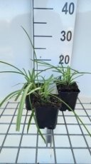 Agapanthus 'Navy Blue' | Afrikaanse lelie 80 P9