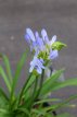 Agapanthus 'Pitchoune'® 'Blue' 50 C10 Agapanthus 'Pitchoune'® Blue 'Scrarey09' | Afrikaanse lelie 50 C10