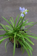 Agapanthus 'Pitchoune'® Blue 'Scrarey09' | Afrikaanse lelie 50 C10