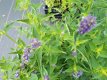 Agastache ‘Black Adder’ Agastache hybr. ‘Black Adder’ | Anijsplant 80 P9