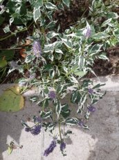 Agastache hybr. 'Crazy Fortune'® | Anijsplant 80 P9