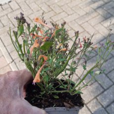 Agastache hybr. 'Kudos Mandarin' | Anijsplant 50 P9
