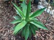 Agave montana Ø 40 C7 Agave montana | Ø 30 C7 Honderd jarige aloë