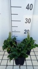 Ajuga reptans ‘Alba’ | Kruipend zenegroen 15 P9