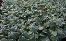 Ajuga reptans 'Variegata' | Kruipend zenegroen 15 P9