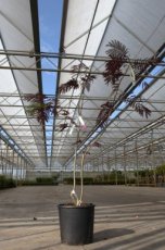 Albizia julibrissin 'Summer Chocolate' (meerstammig) 150/175 C20 SLAAPBOOM-ZIJDEBOOM