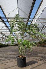 Albizia julibrissin 'Ombrella'(Boubri) (meerstammig ) 150-175 C20 ZIJDEBOOM-SLAAPBOOM