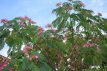 Albizia julibrissin 'Ombrella' 40/50 C Albizia julibrissin 'Ombrella(=boubri®) - Slaapboom-Zijdeboom  40-50  C