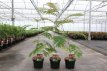 Albizia julibrissin 'Ombrella' 40/50 C Albizia julibrissin 'Ombrella(=boubri®) - Slaapboom-Zijdeboom  40-50  C