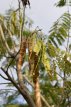 Albizia julibrissin 'Ombrella' 40/50 C Albizia julibrissin 'Ombrella(=boubri®) - Slaapboom-Zijdeboom  40-50  C