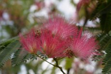 Albizia julibrissin 'Ombrella(=boubri®) - Slaapboom-Zijdeboom  40-50  C