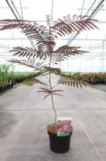 Albizia julibrissin ‘Summer Chocolate’ 40/60 C Albizia julibrissin ‘Summer Chocolate’ 40-60 C