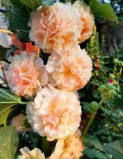 Alcea rosea 'Charter's Double Apricot' | Stokroos 200 P9