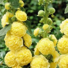 Alcea rosea 'Charter's Double Yellow' | Stokroos 200 P9