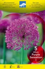 Allium aflatunense ‘Purple Sensation’ - 5 st Allium aflatunense ‘Purple Sensation’ - 5 st.  | Sierui 70 P9