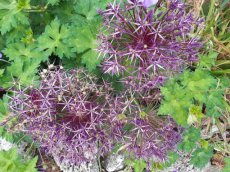 Allium aflatunense ‘Purple Sensation’ - 100 st Allium aflatunense ‘Purple Sensation’ - 100 st.  | Sierui 70 P9