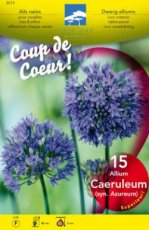 Allium caeruleum (= azureum) - 15 stuks | Sierui 50 cm