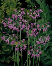 Allium cernuum 'Hidcote' Allium cernuum 'Hidcote' | Knikkende sierui 60 P9
