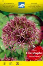 allium christophii allium christophii (=albopilosum) | Sterrenlook 40 P9