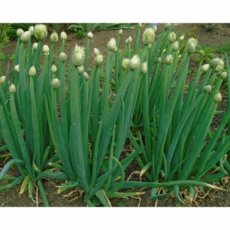 Allium fistulosum | Grof bieslook 80 P9