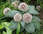 Allium karataviense | Sierui  20-25  P9