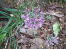 Allium 'Lavender Bubbles' | Sierui 50 P9