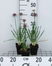 Allium millenium | Sierui 40 P9