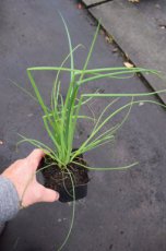 Allium schoenoprasum | Bieslook 30 P9