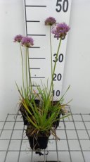 Allium senescens 'Avatar'® | Sierui 40 P9