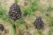 Allium sphaerocephalon Allium sphaerocephalon | Sierui 80 P9
