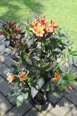 Alstroemeria 'Indian Summer'®(=Tesronto'PBR) | Incalelie 70-100 C5