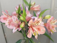 Alstroemeria 'Light Pink' | Incalelie 30 C3