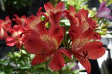 Alstroemeria 'Summer Red'®(=Tessumred'PBR') | Incalelie 50 C5