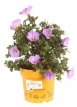Alyogyne huegelii 25/30 C4 Alyogyne huegelii - PROMO | Blauwe malva 25-30 C4