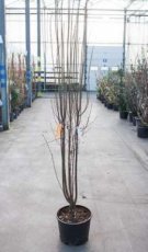 Amelanchier alnifolia' Obelisk' 125/150 C20 Amelanchier alnifolia 'Obelisk' - Krentenboompje 125-150 C20