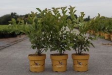 Amelanchier alnifolia 'Saskatoon Berry' (=smokey') | Grootvruchtig krentenboompje 30-40 C4