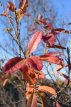 Amelanchier can. 'Rainbow Pillar' 150-175 C20 Amelanchier canadensis 'Rainbow Pillar'(=Glenform) - Krentenboompje 150-175 C20