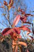 Amelanchier can. 'Rainbow Pillar' 60/80 C4 Amelanchier canadensis 'Rainbow Pillar'(=Glenform) - Krentenboompje 60-80 C4