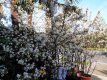 Amelanchier lam.(meerstammig) 125/150 C12 Amelanchier lamarckii (meerstammig) PROMO 125-150 C12