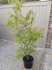 Amelanchier lam.(meerstammig) 125/150 C12 Amelanchier lamarckii (meerstammig) PROMO 125-150 C12