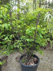 Amelanchier lam.(meerstammig) 175-200 C50