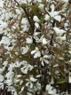 Amelanchier lamarckii 6/8 HA C12 Amelanchier lamarckii  6/8 HA C12 KRENTENBOOM