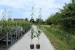 Amelanchier lamarckii 6/8 HA C12 Amelanchier lamarckii  6/8 HA C12 KRENTENBOOM