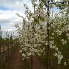 Amelanchier lamarckii  6/8 HA C12 KRENTENBOOM