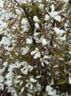 Amelanchier lamarckii 6/8 HO Amelanchier lamarckii  6/8 HO KRENTENBOOM