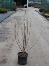 Amelanchier spicata - Dwergkrentenboompje 80-100 C10